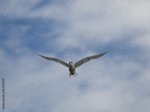 seagull flying high on the wind. flying gull. Seagull flying on beautiful blue sky and cloud.