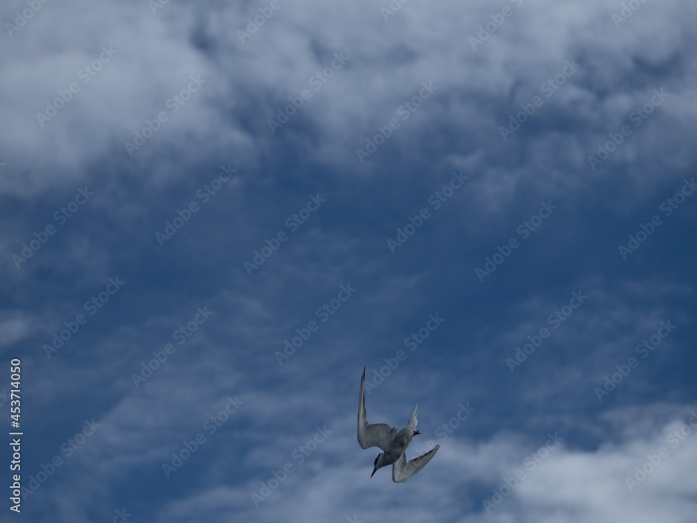 seagull flying high on the wind. flying gull. Seagull flying on beautiful blue sky and cloud. seagull flying high on the wind. flying gull. Seagull flying on beautiful blue sky and cloud.