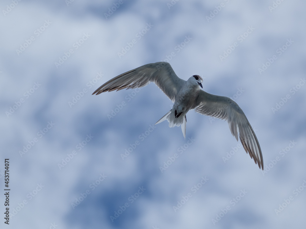Obraz premium seagull flying high on the wind. flying gull. Seagull flying on beautiful blue sky and cloud.