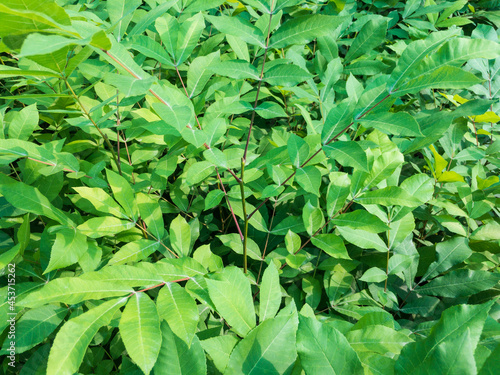 Wallpaper Mural Pecan small trees display for sale in plant nursery Torontodigital.ca