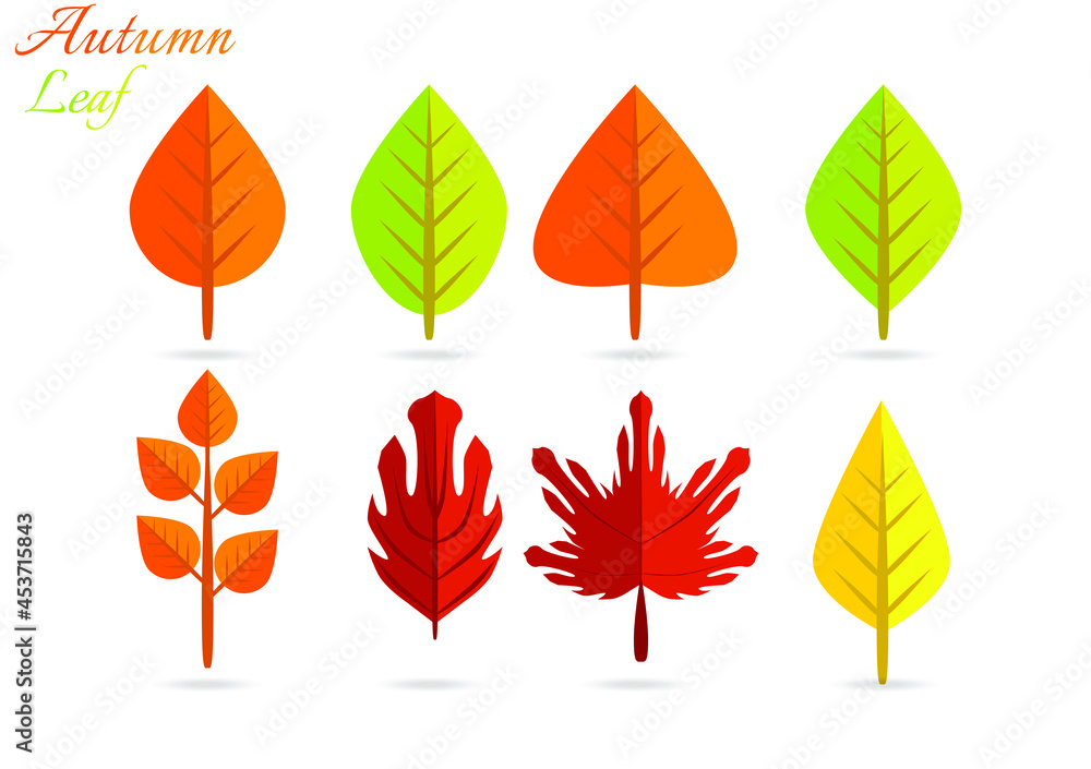 autumn fall leaf vector design