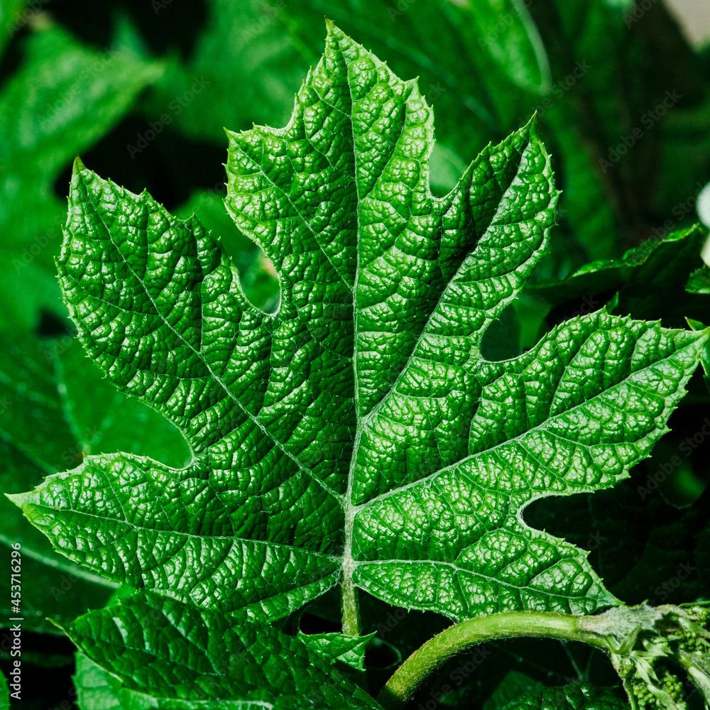 Fototapeta premium Green leaf close up
