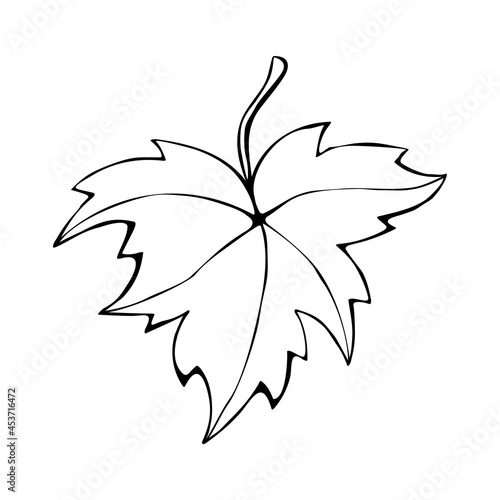 Hand drawn maple leaf outline isolated on white background. Vector symbol of autumn, nature in doodle style