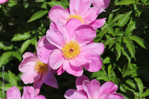 春の公園に咲く一重先のピンクのシャクヤクの花