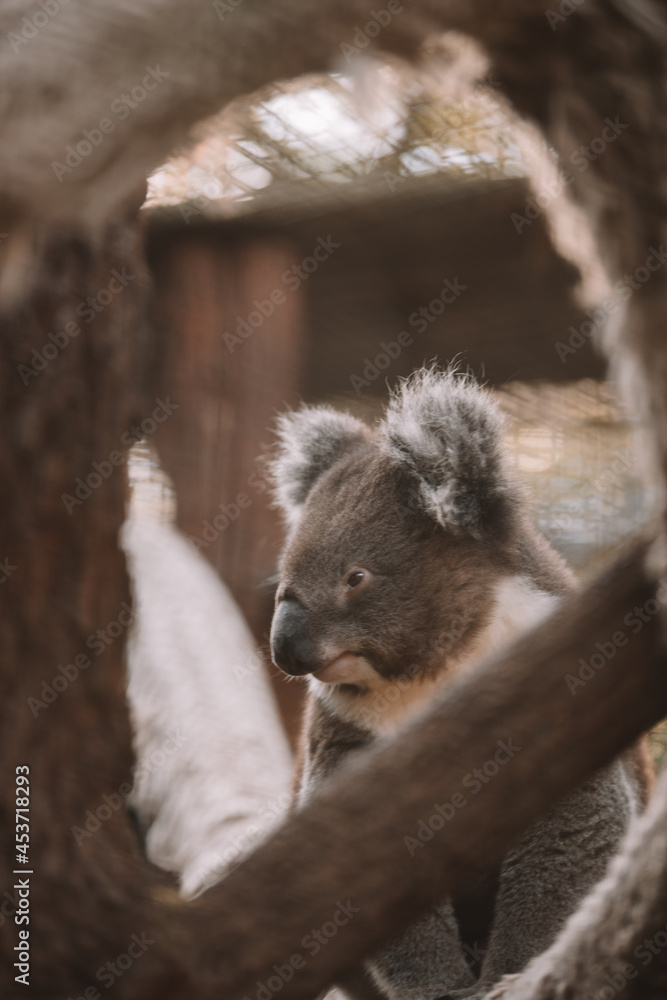 Naklejka premium Australian native koala sitting in a tree.
