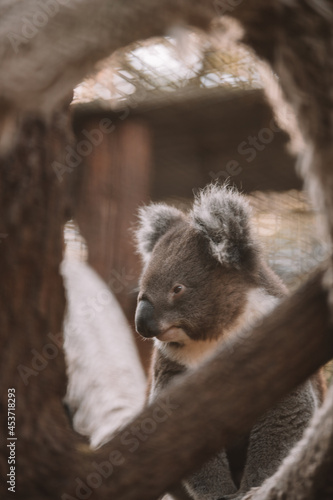 Australian native koala sitting in a tree.