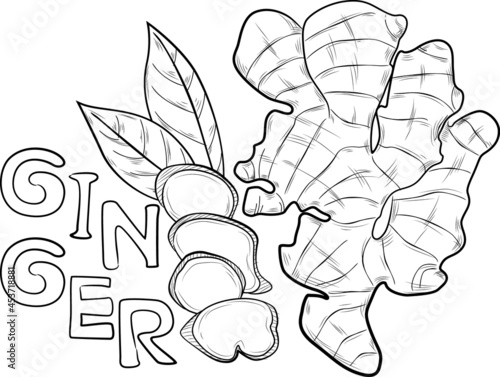 Ginger illustration design for packaging, brochure, leaflet, books, t-shirt and bag.