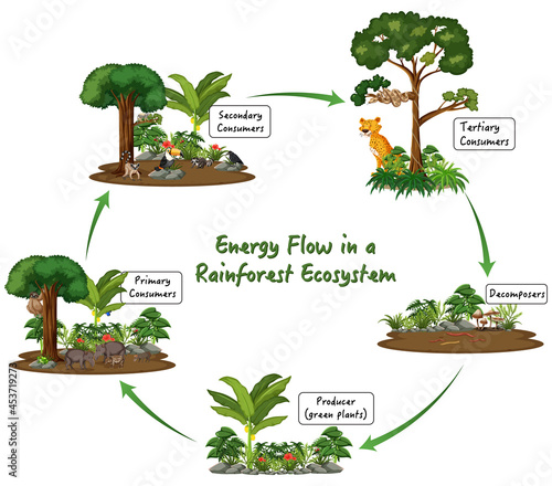 Energy Flow in a Rainforest Ecosystem on white background