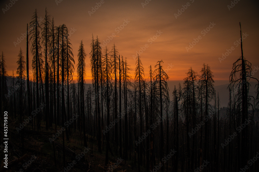 Burned trees from wildfire in California