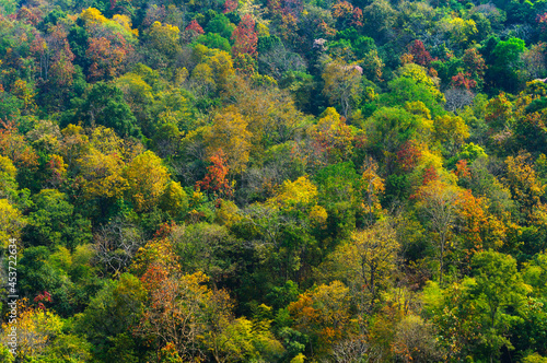 Beautiful aerial view of thick forest in autumn. Colorful forest.