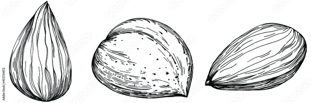 Hazelnut, filbert, cobnut hand-drawn Vector Illustration isolated on white background. Retro style farm product for restaurant menu, market label, logo, emblem and kitchen design. Decoration for food. Hazelnut, filbert, cobnut hand-drawn Vector Illustration isolated on white background. Retro style farm product for restaurant menu, market label, logo, emblem and kitchen design. Decoration for food.