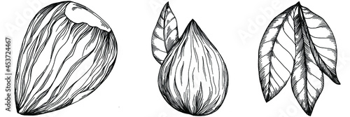 Hazelnut, filbert, cobnut hand-drawn Vector Illustration isolated on white background. Retro style farm product for restaurant menu, market label, logo, emblem and kitchen design. Decoration for food.