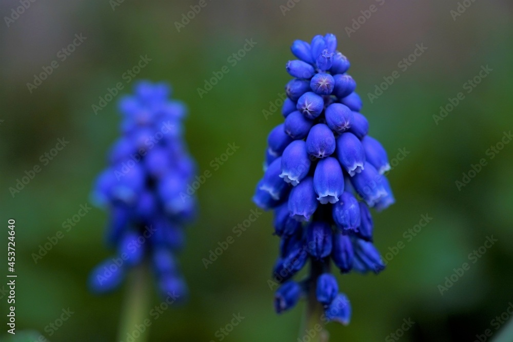 Bell Shaped Flowers in Blue Color Bell Shaped Flowers in Blue Color