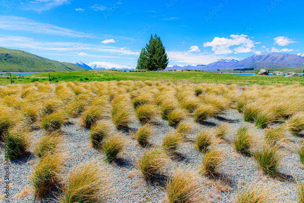 grasses-new-zealand-plants-with-tree-and-blue-sky-stock-photo-adobe