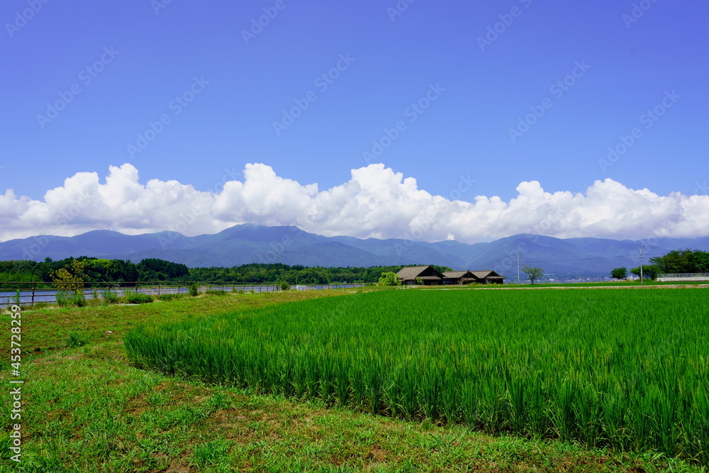夏の水田と山々 夏の水田と山々