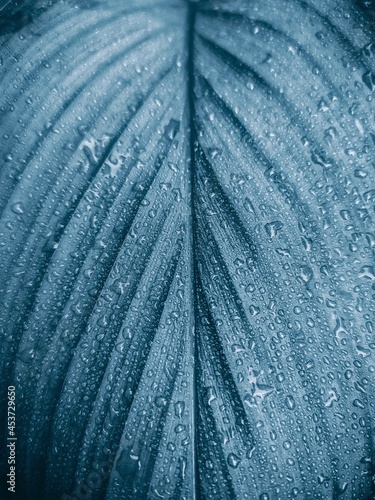 beautiful rainwater drop on leaf during rainfall and leaf texture  photo