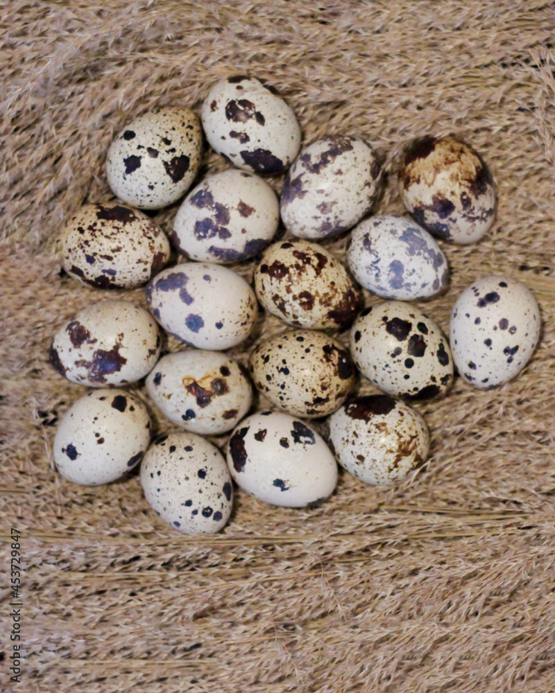 Quail eggs or eggs from turtles. Special turtles that are deliberately kept for their eggs. Egg templates. Turtle egg concept. Healthy organic food and diet concept. Blurred focus.