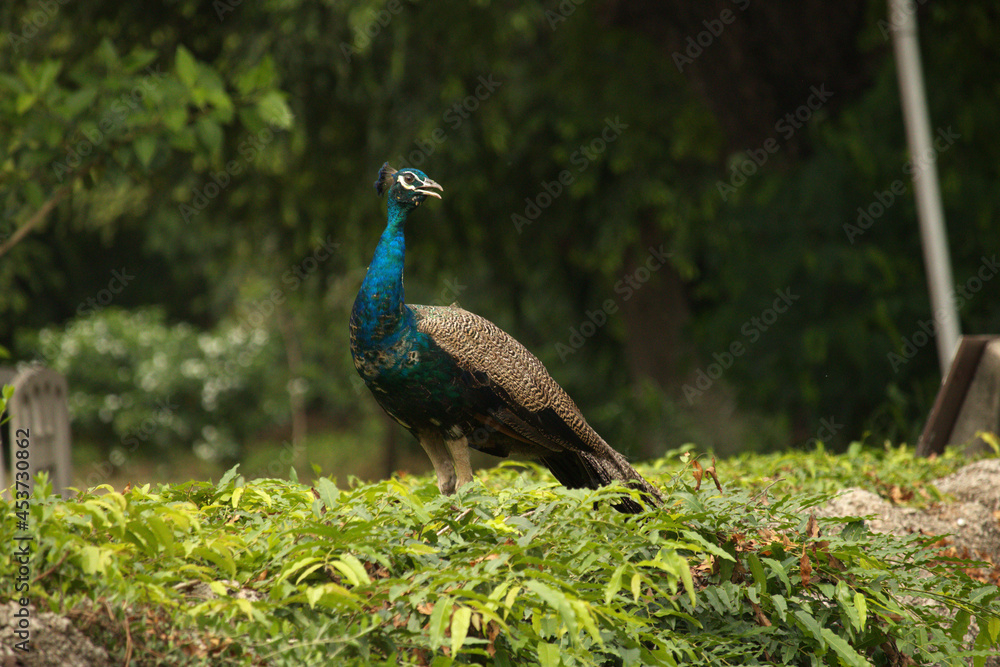 Fototapeta premium peacock