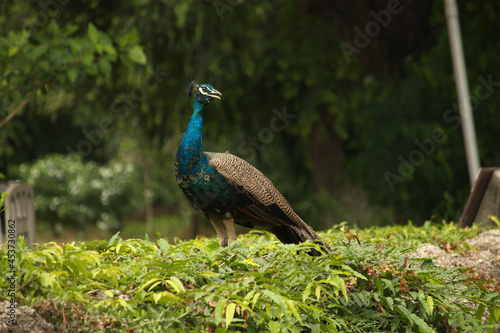 peacock