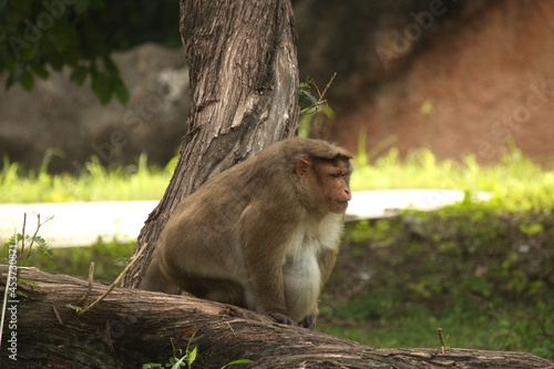 macaque