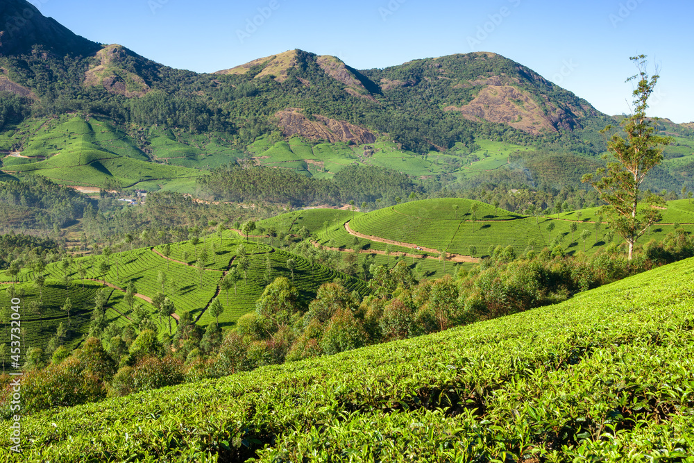Beautiful fresh green tea plantations landscape in Munnar, Kerala, India
