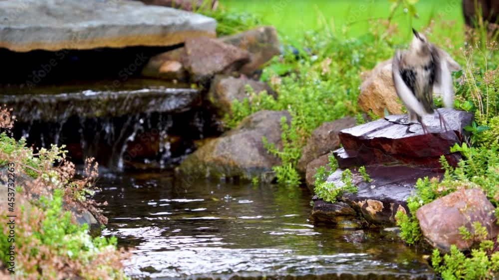 A juvenile European Starling flies away from a picturesque creek - slow motion A juvenile European Starling flies away from a picturesque creek - slow motion