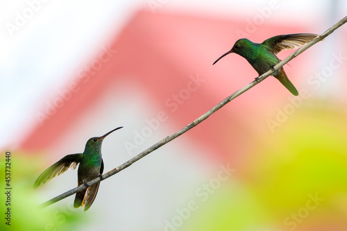 couple of hummingbirds