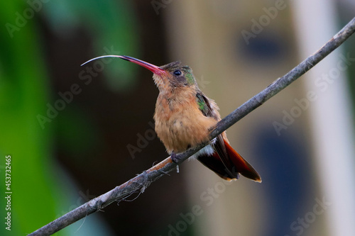 hummingbird with tongue out