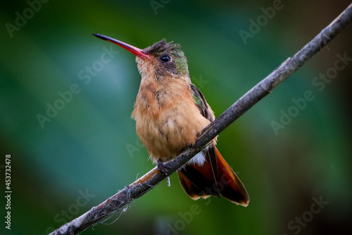 mountain hummingbird sitting on a branch