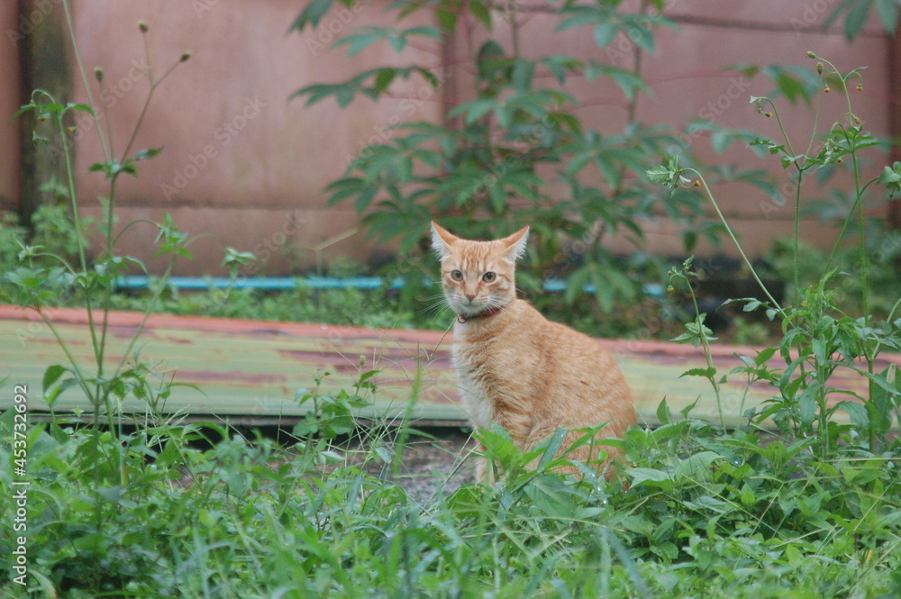 Fototapeta premium Then life got this complicated folks