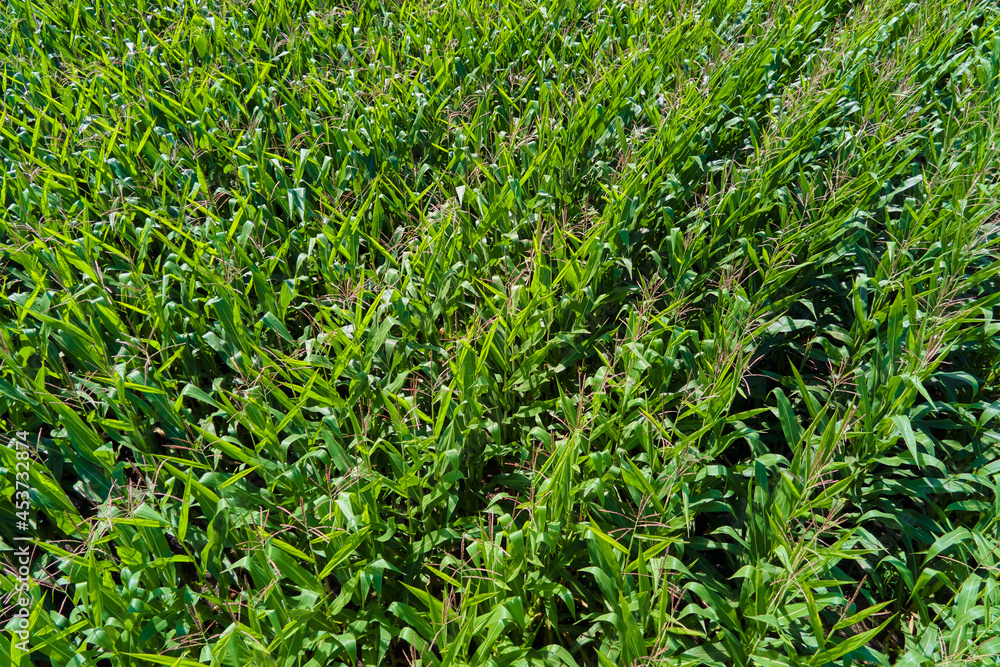 Fototapeta premium Aerial view of a cornfield. Agricultural field