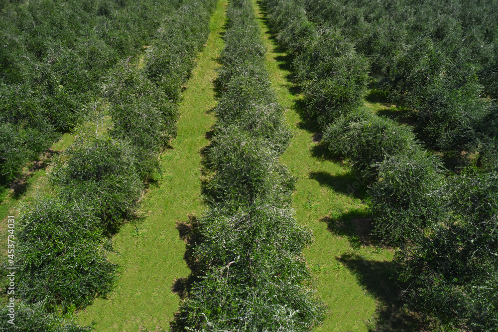 Olive grove aerial view. Olive plantation aerial view. Italian olive trees top view.
