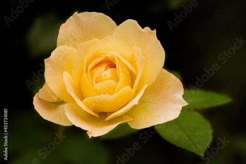 Close-up of a yellow rose