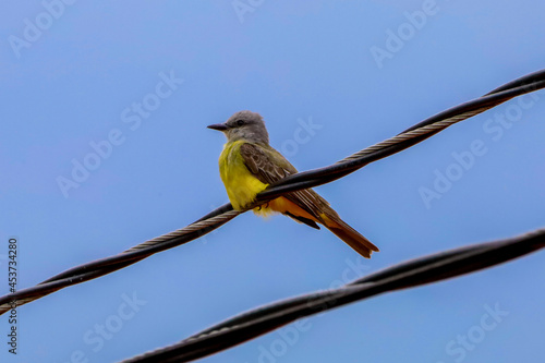 yellow breasted bird on a wire photo