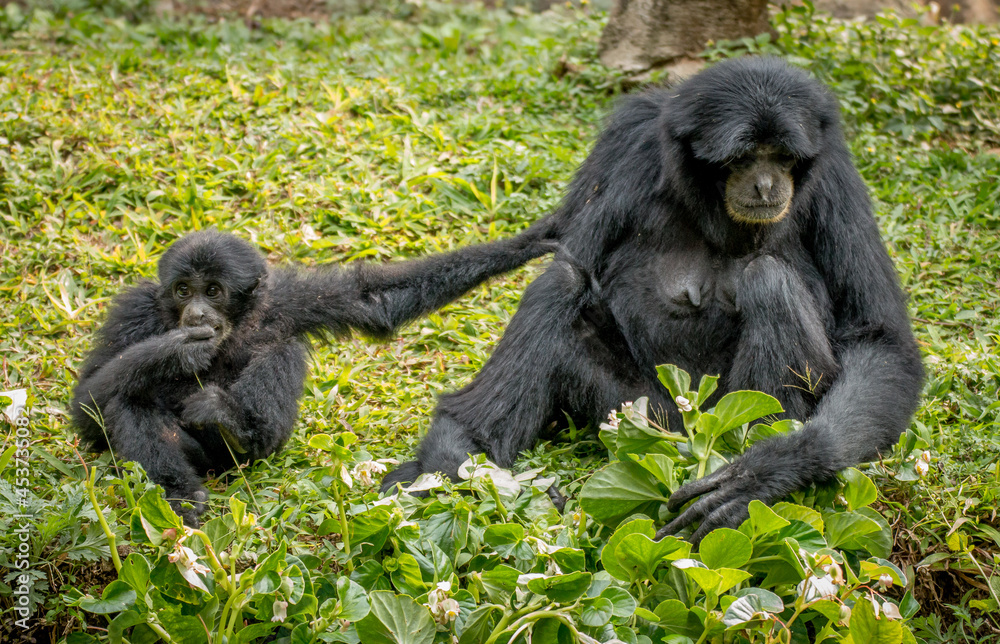 Portrait of Siamang Monkey with its child , native to the forests of Malaysia, Thailand and Indonesia
Portrait of Siamang Monkey with its child , native to the forests of Malaysia, Thailand and Indonesia