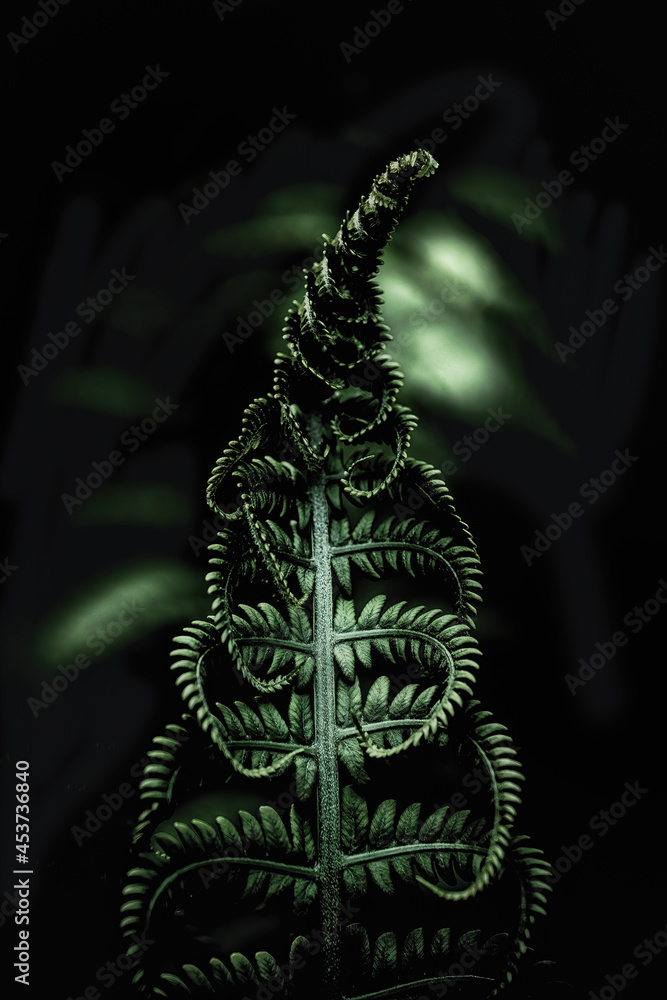 close up of green fern leaves on dark background - obrazy, fototapety, plakaty 
