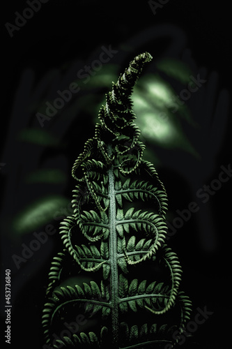 close up of green fern leaves on dark background