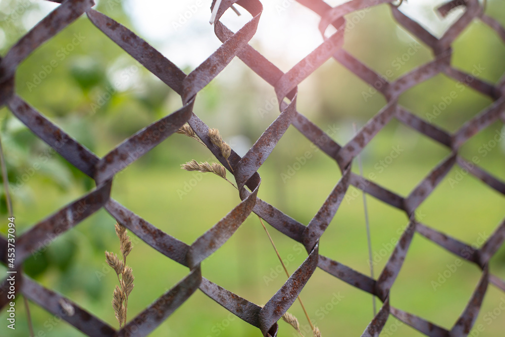 Naklejka premium Rusty wire lattice fence. Nature in the rays of the sun behind the fence. Conclusion of the concept, migration. Copy space