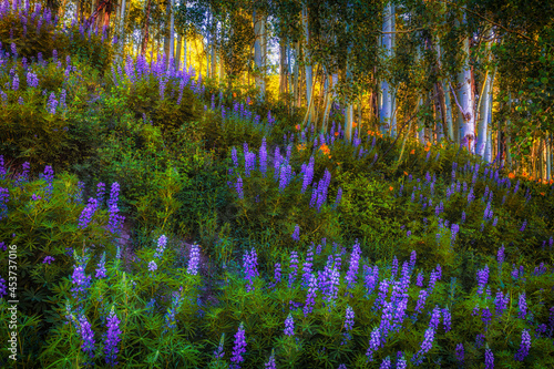 Lupines on a hillside along the Kebler Pass near Crested Butte, Colorado