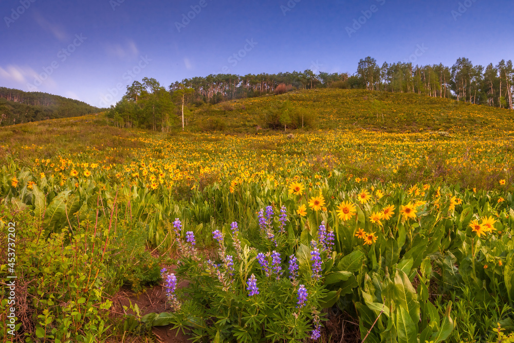 Obraz premium Wildflowers near Crested Butte, Colorado