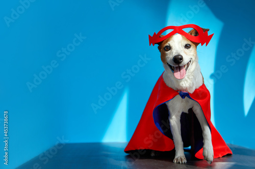 Cute happy Jack Russell Terrier dog dressed in red superhero cape and mask looking at camera with tongue out against blue background in studio with light and shadows © demphoto