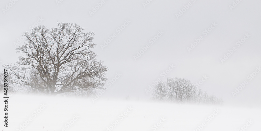 Obraz premium Landscape with trees in winter, during snowfall.