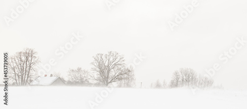 Landscape with trees in winter, during snowfall. photo