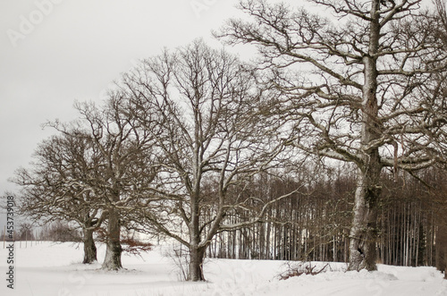 Landscape with trees in winter, during snowfall.