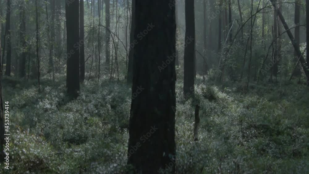 The Camera Rises From the Blueberry Bedding Surrounded by Morning Fog in the Woods. The Camera Rises From the Blueberry Bedding Surrounded by Morning Fog in the Woods.