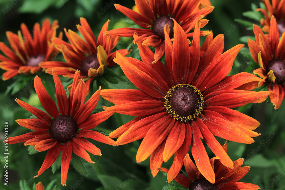 Ταπετσαρία Beautiful blooming rudbeckia in August