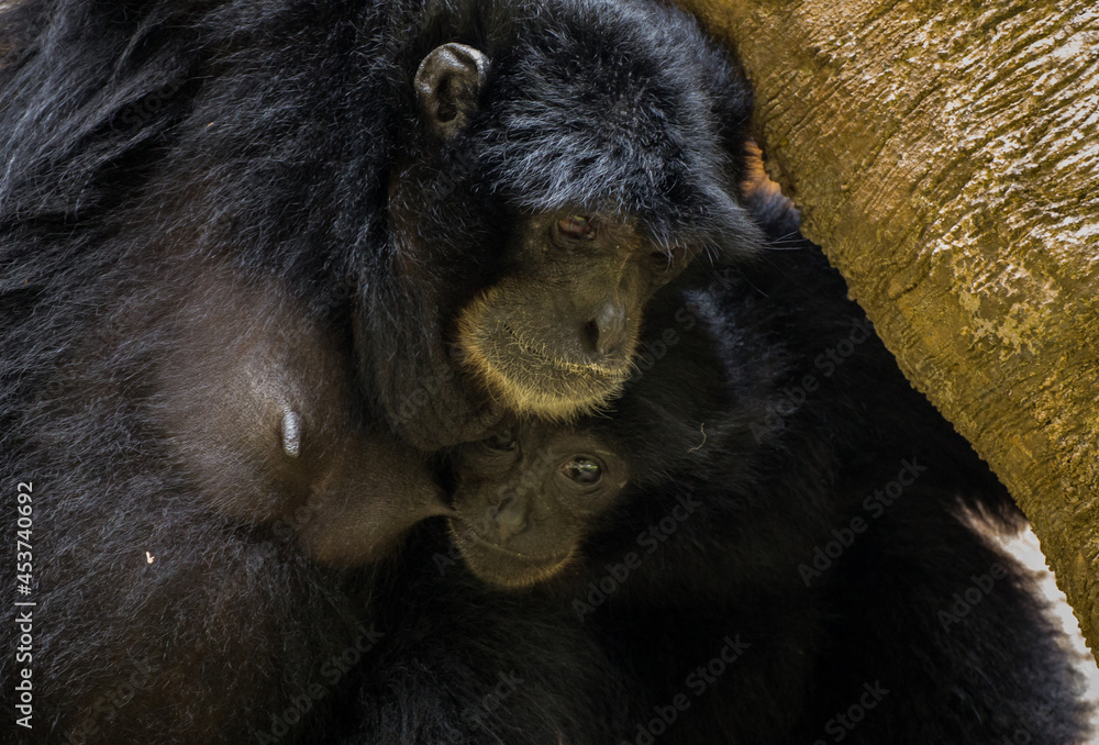 animal, zoo, mammal, wild, wildlife, baby, nature, black, sitting, looking, animals, face, endangered, pan troglodytes, white background, creature, forest, mother, hairy, captive, hand, fur, closeup, animal, zoo, mammal, wild, wildlife, baby, nature, black, sitting, looking, animals, face, endangered, pan troglodytes, white background, creature, forest, mother, hairy, captive, hand, fur, closeup,