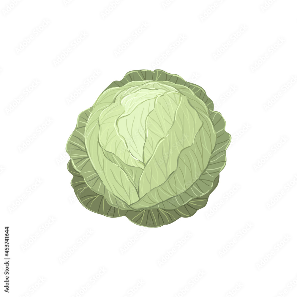 Obraz premium Green cabbage hand drawn vector illustration