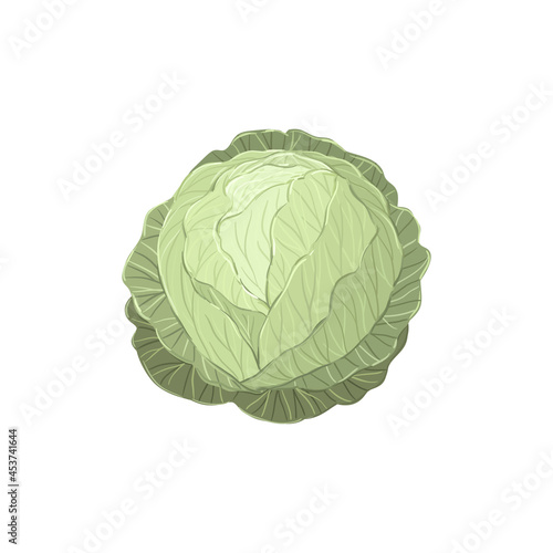 Green cabbage hand drawn vector illustration