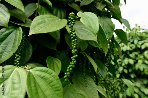 Black pepper - plant with green berries and leaves (Kumily, Kerala, India) Fresh Peppercorn Berries on a Pepper Vine Leaf, Black pepper plant in Sri Lanka, green pepper on the tree.  selected focus